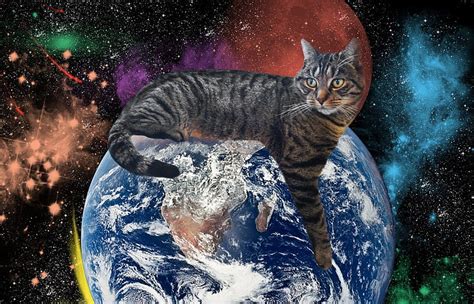 アドバタイズメント: なぜ猫は宇宙を支配するのか？